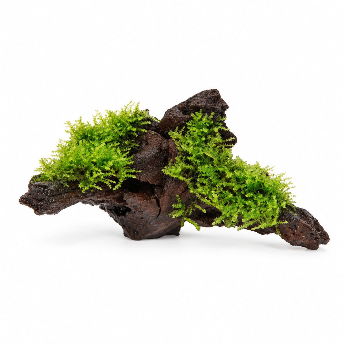 Moss on Driftwood
