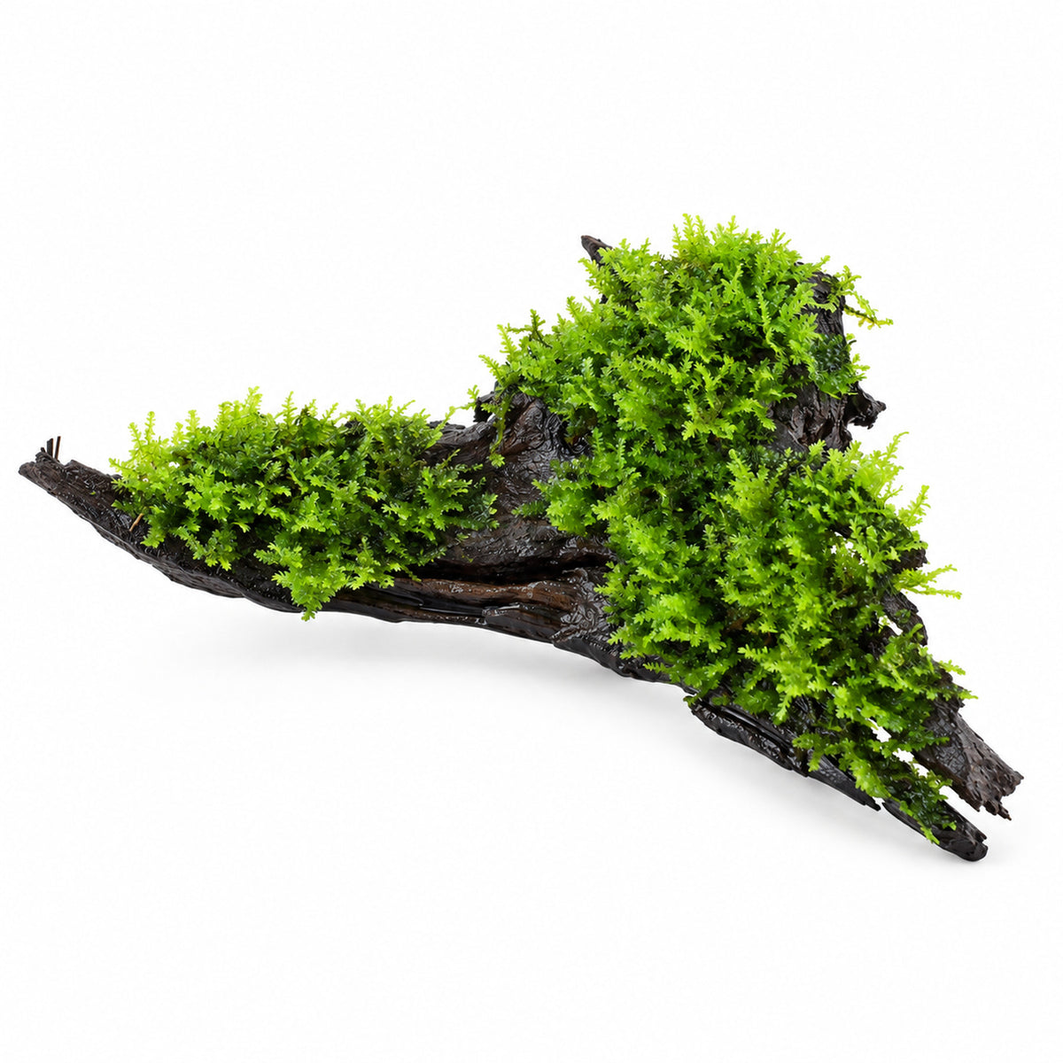 Moss on Driftwood