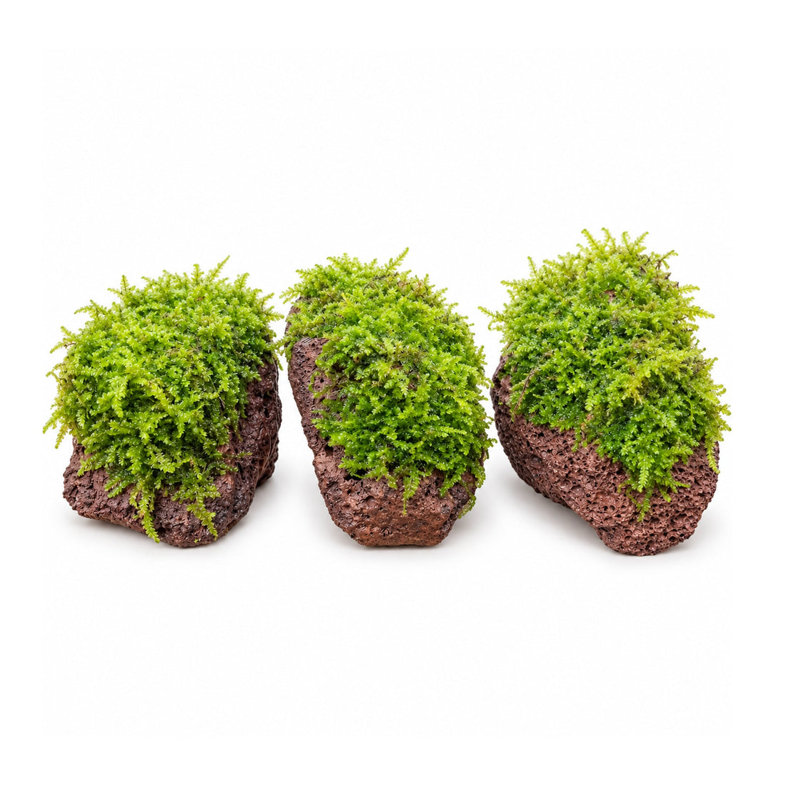 Moss on Lava - Small Size