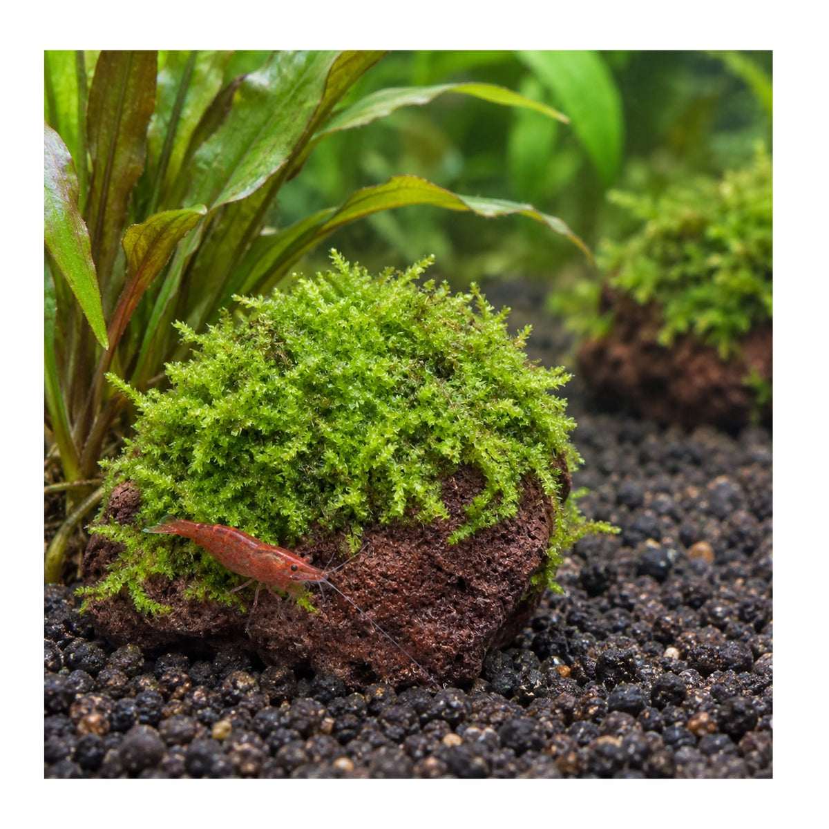 Moss on Lava - Small Size