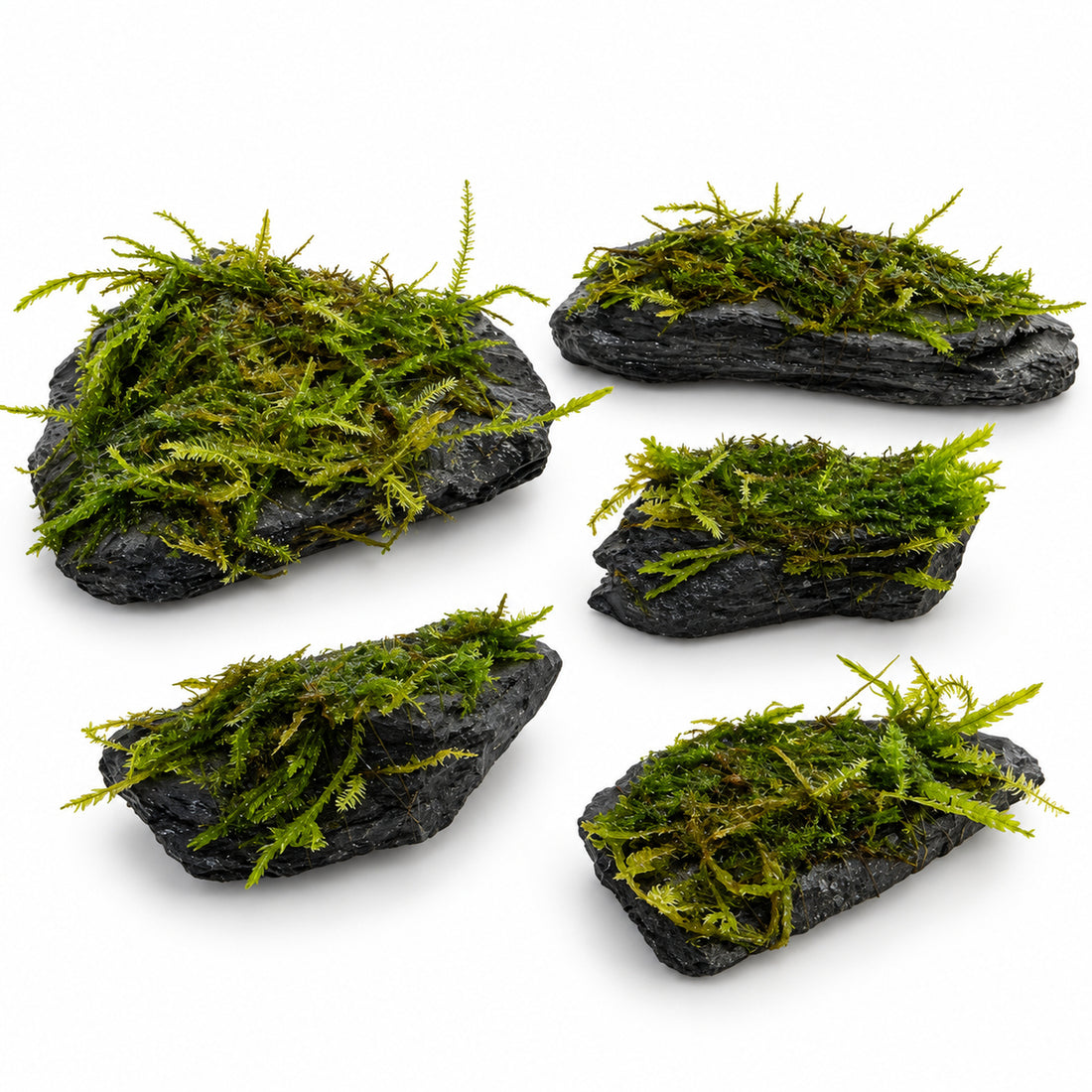 Moss on Slate Rock set of five - front view