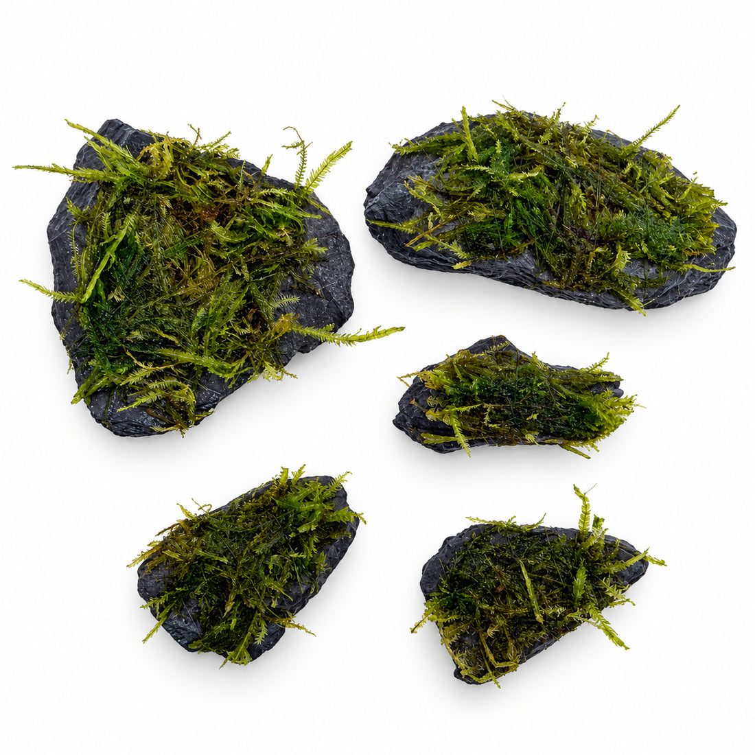 Moss on Slate Rock set of five - overhead view