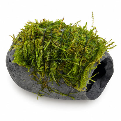 Mossy Fish Cave - Single Hole
