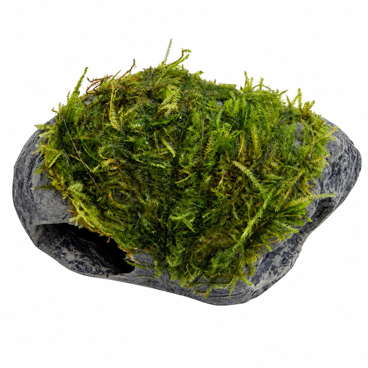 Mossy Fish Cave