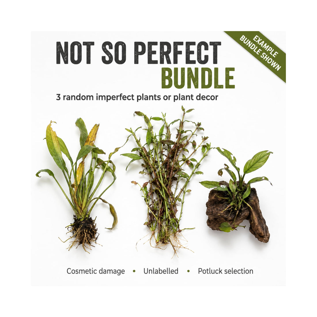 Not So Perfect - Plant Bundle of 3