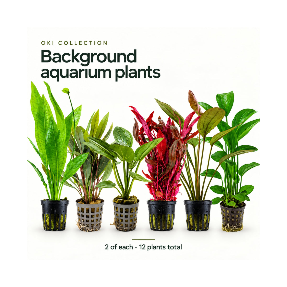 12 Live Aquarium Background Plant Set - Oki Collection for Planted Tanks