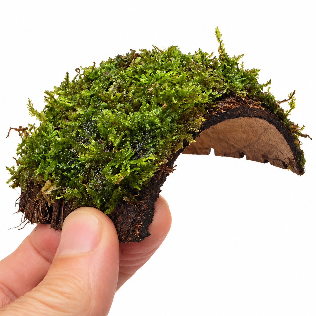 One Hole Coconut Cave with Moss - Natural Aquarium Shelter