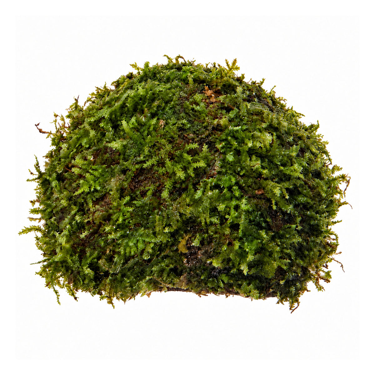 One Hole Coconut Cave with Moss - Natural Aquarium Shelter