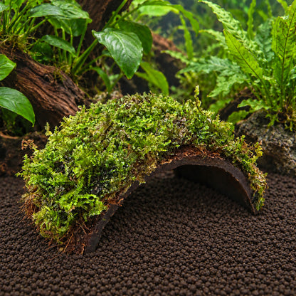 One Hole Coconut Cave with Moss - Natural Aquarium Shelter