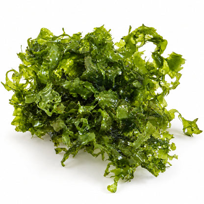 Pelia Moss Portion - Easy-Care Liverwort