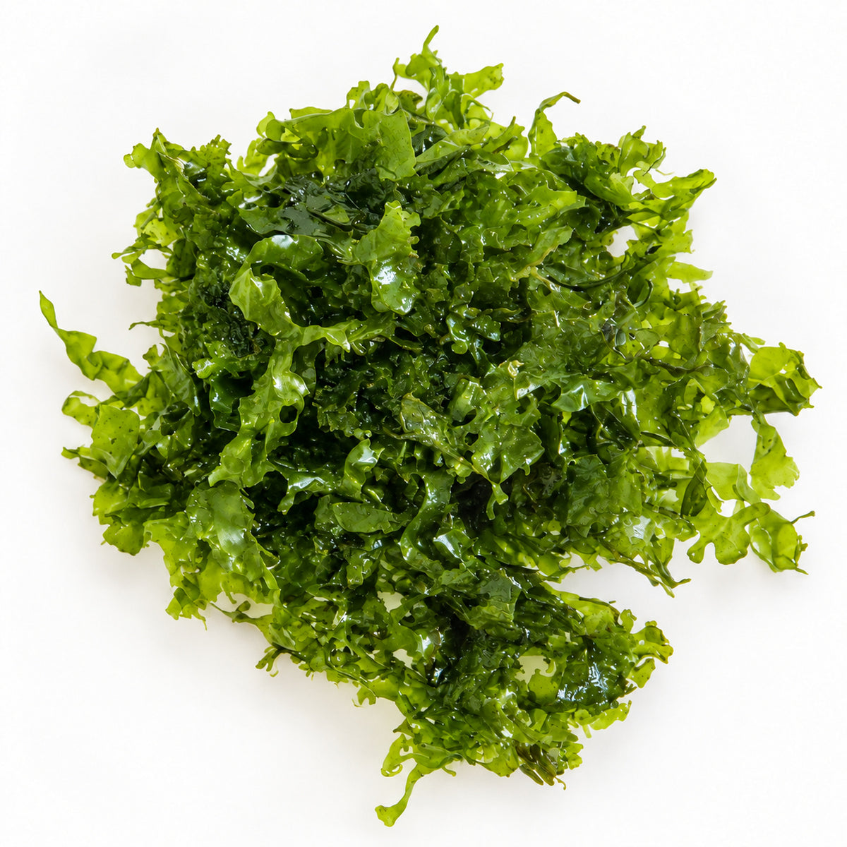 Pelia Moss Portion - Easy-Care Liverwort