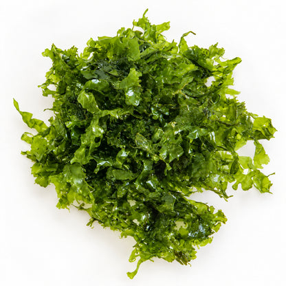 Pelia Moss Portion - Easy-Care Liverwort