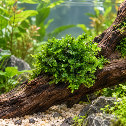 Pelia Moss Portion - Easy-Care Liverwort