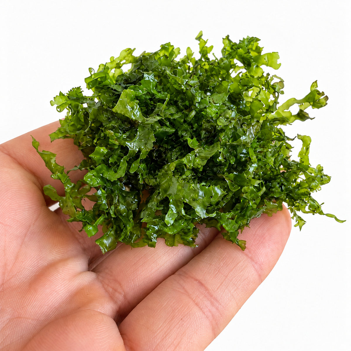 Pelia Moss Portion - Easy-Care Liverwort