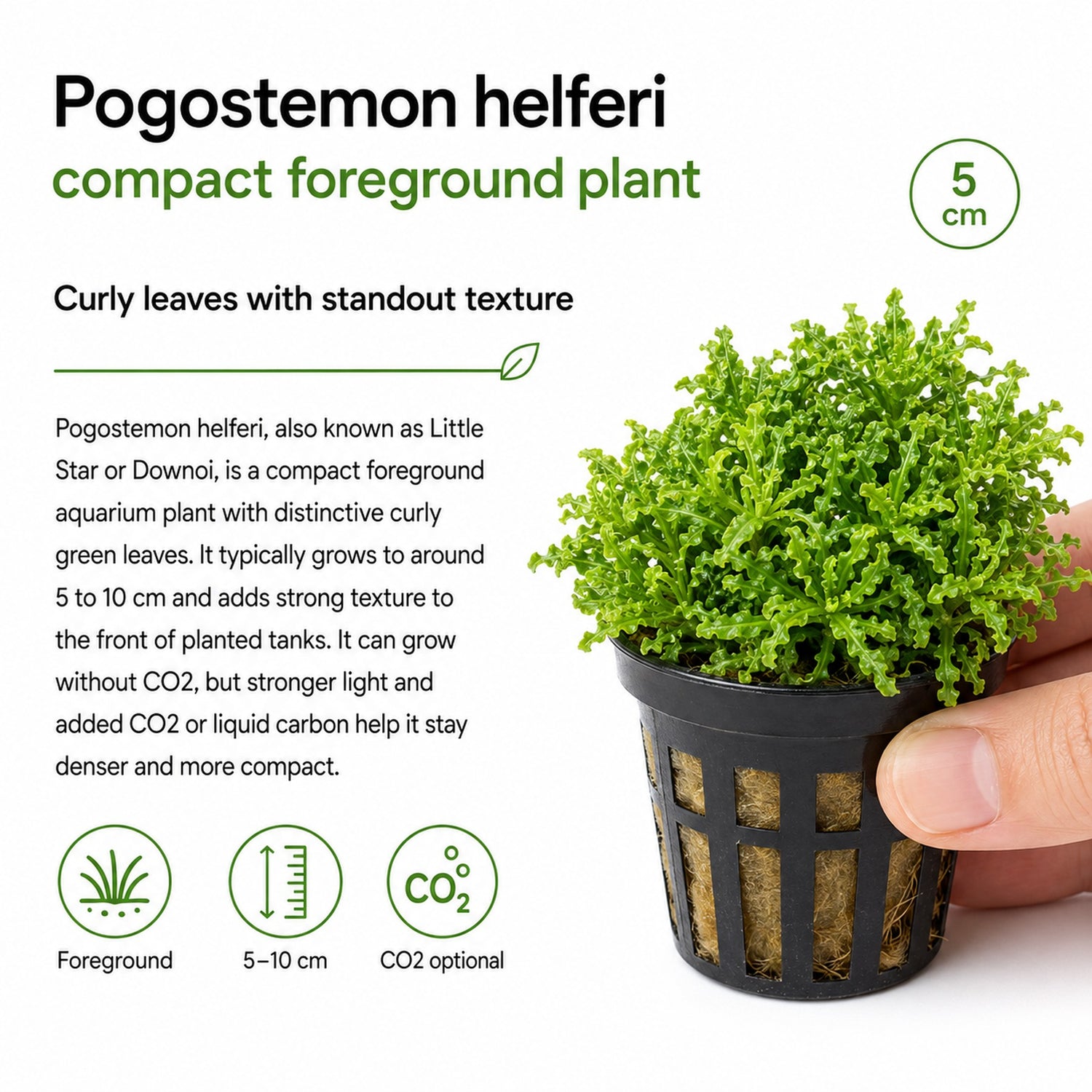 Pogostemon helferi