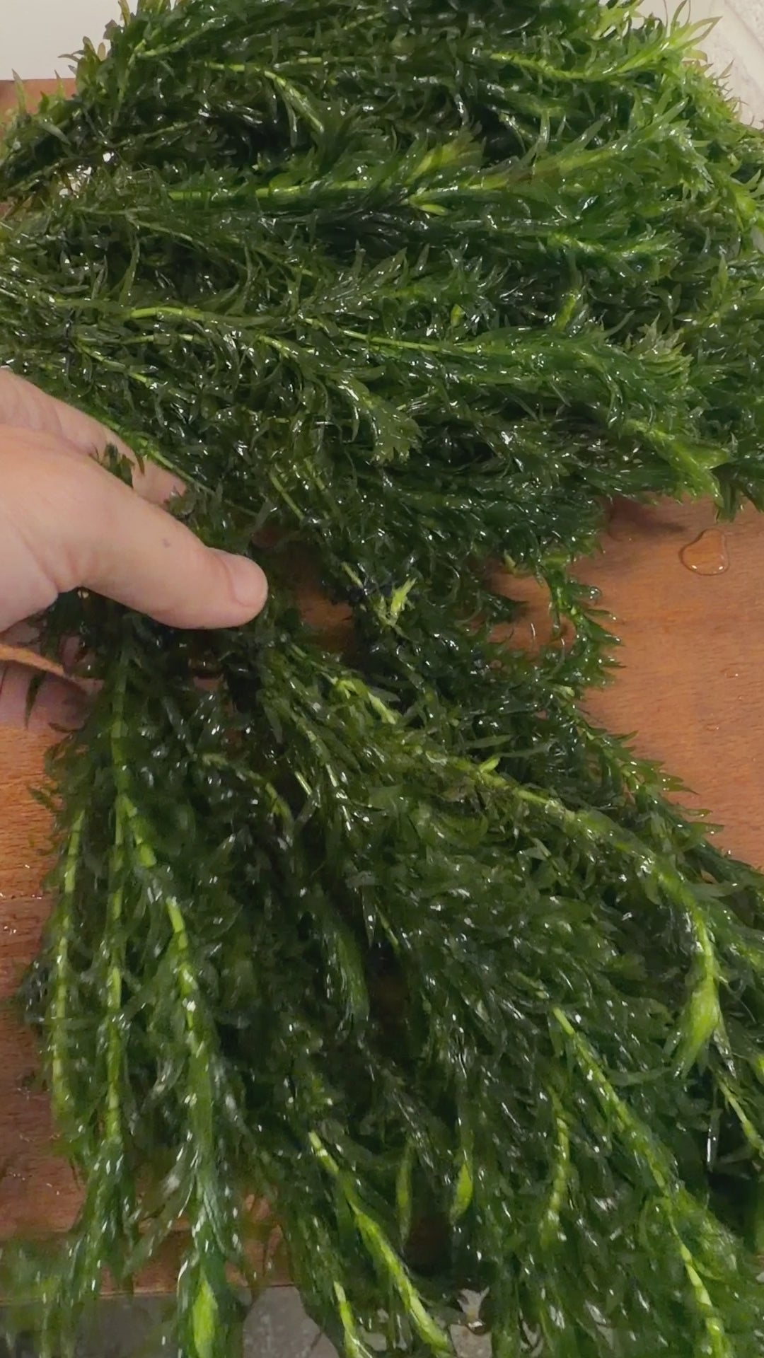 Elodea Densa (2 Bunches) | Oxygenating Pond &amp; Aquarium Plant