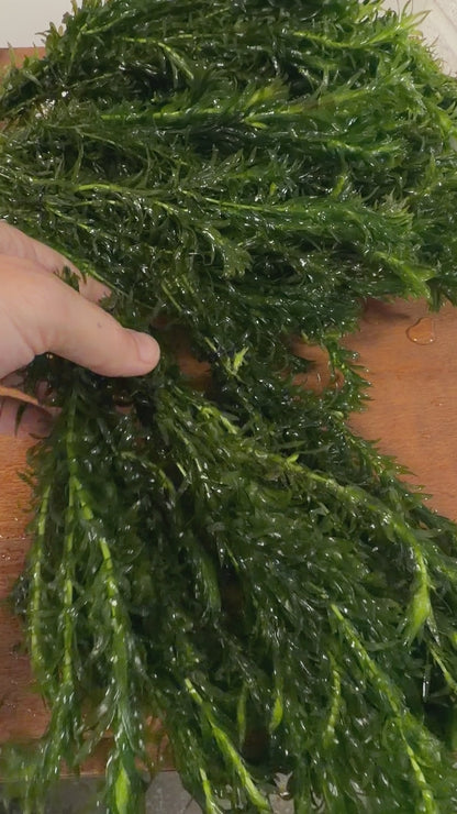 Elodea Densa (2 Bunches) | Oxygenating Pond &amp; Aquarium Plant