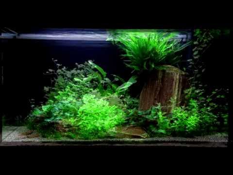 Scaped For You Collection - Layout 60 (125L) Easy