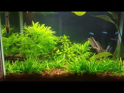 Genchem No Planaria 50g – Planaria Worm Treatment for Shrimp Aquariums