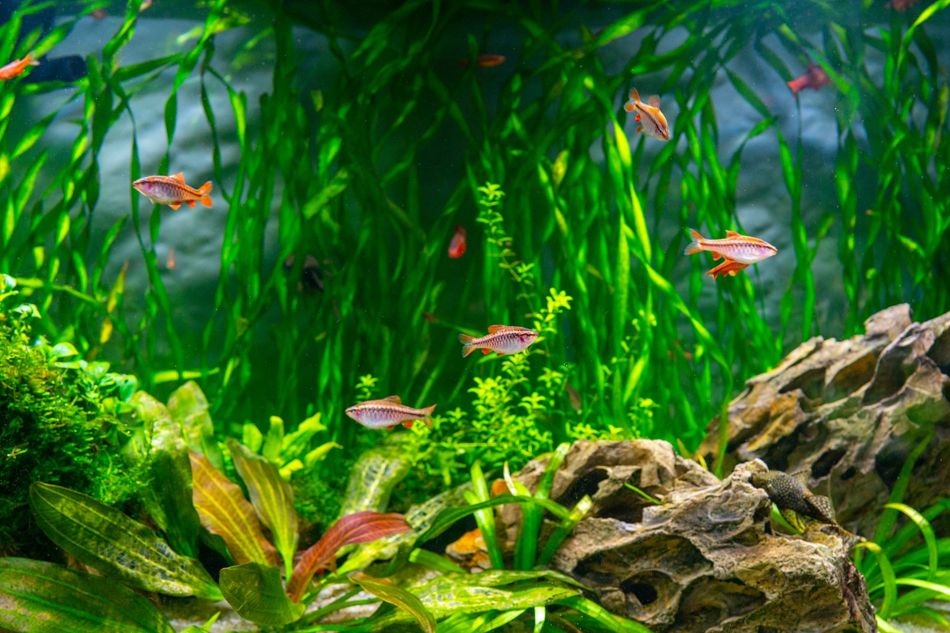 Fish tank live outlet plants