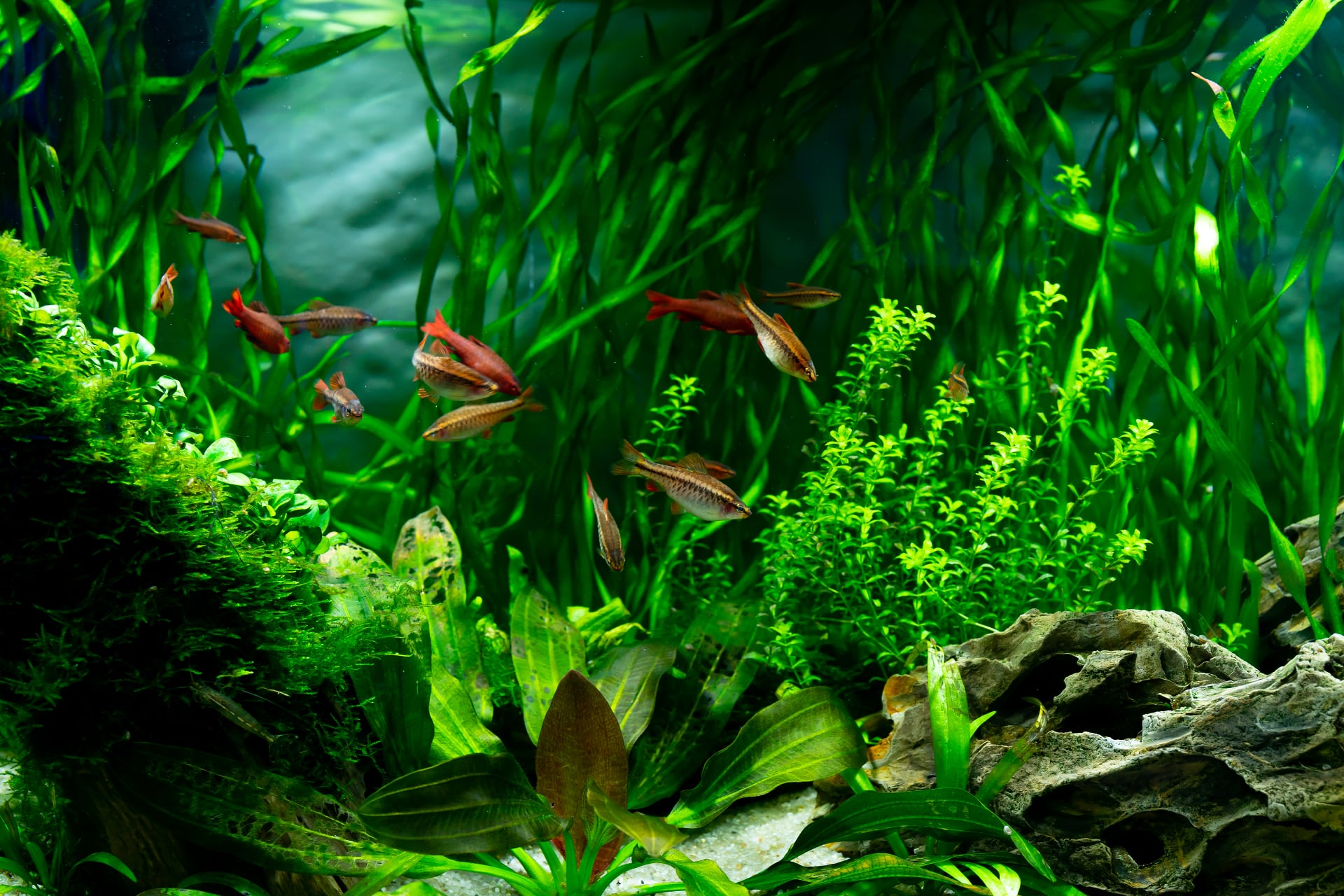 Aquarium plants 2024