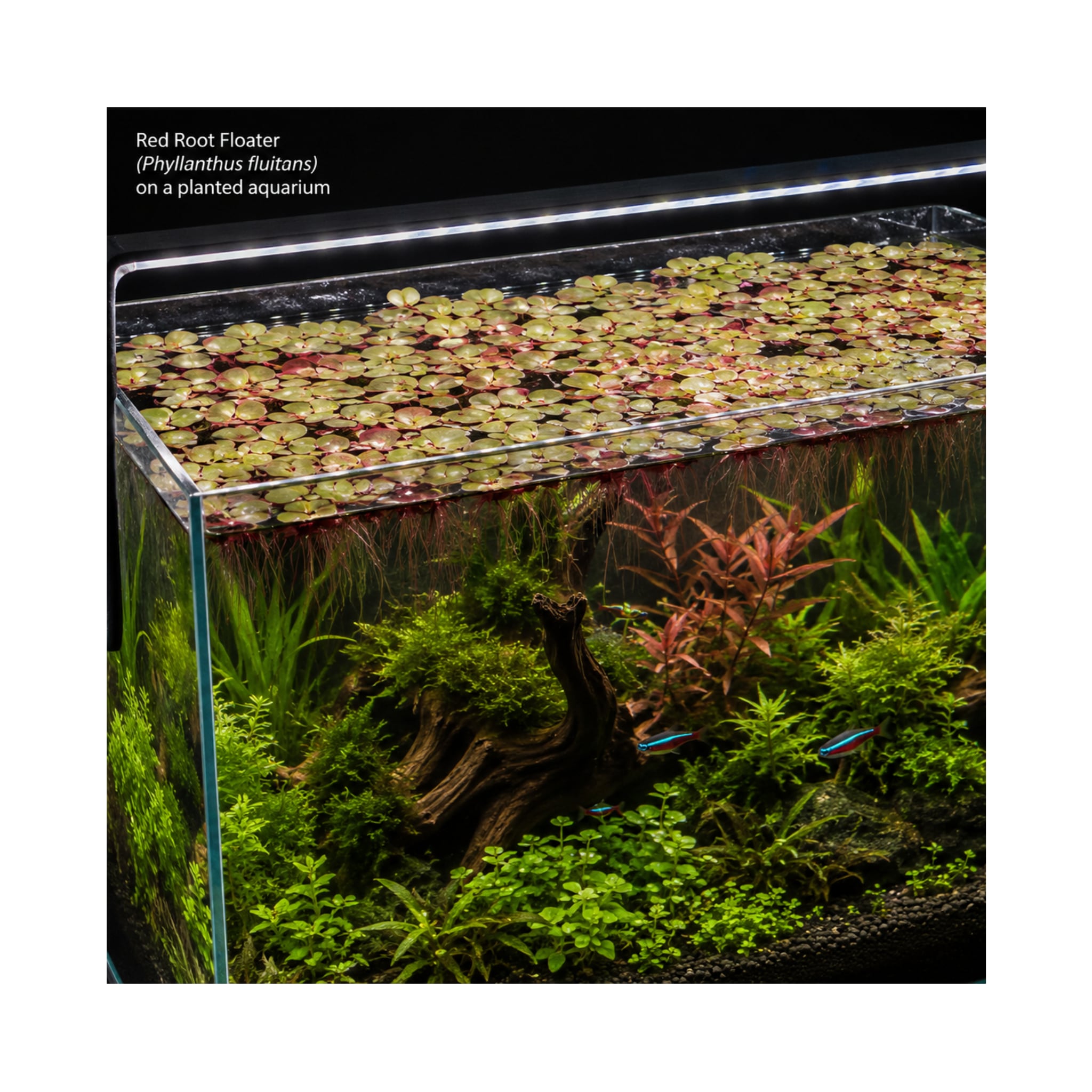 Red Root Floater (Phyllanthus fluitans) - Algae Preventer