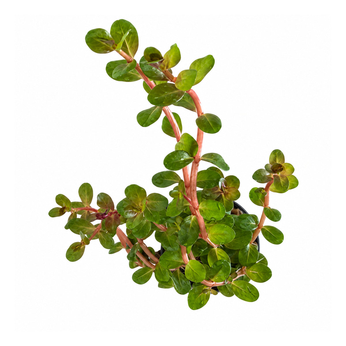 Rotala Blood Red