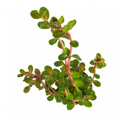 Rotala Blood Red