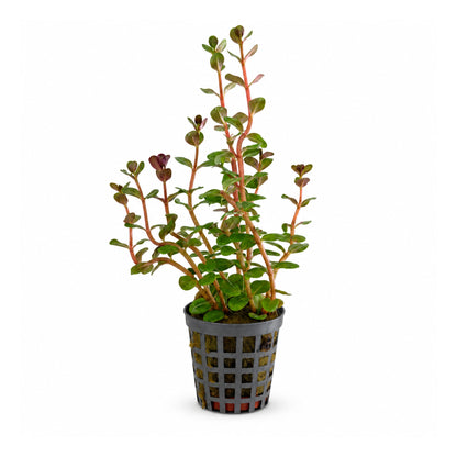 Rotala Blood Red