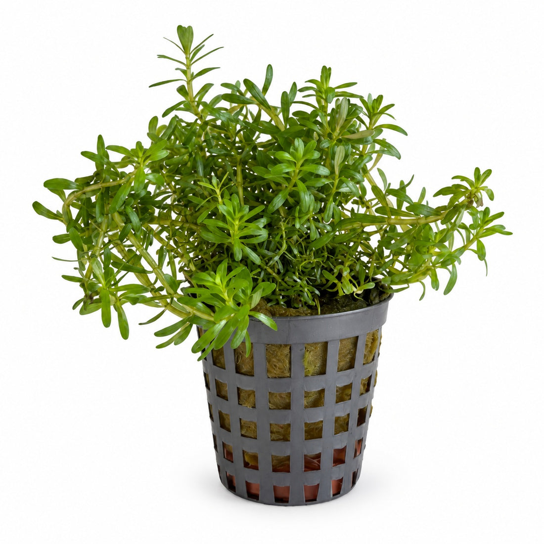 Rotala wallichii