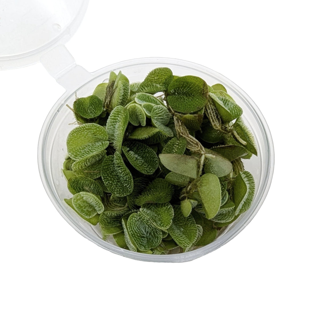 Java Water Tanks Cold Water Aquarium Plants UK | Coldwater Fish Tank Plants