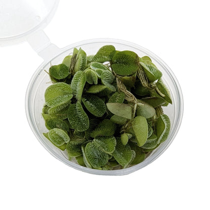 Salvinia natans (Water Spangles) - Easy Floating Plant for Algae Control &amp; Fry Protection