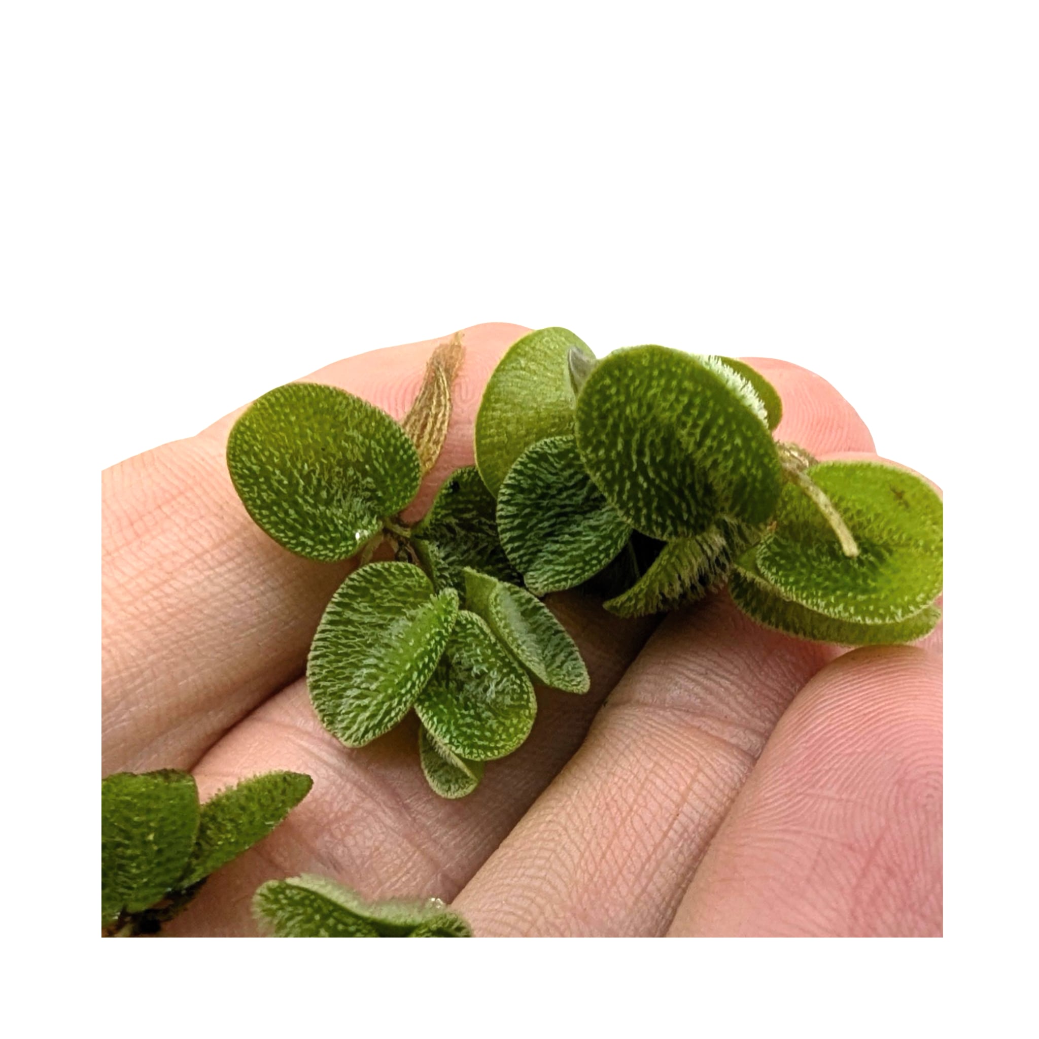 Salvinia natans (Water Spangles) - Easy Floating Plant for Algae Control &amp; Fry Protection