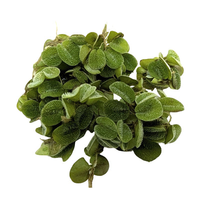 Salvinia natans (Water Spangles) - Easy Floating Plant for Algae Control &amp; Fry Protection