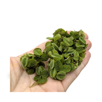 Salvinia natans (Water Spangles) - Easy Floating Plant for Algae Control &amp; Fry Protection