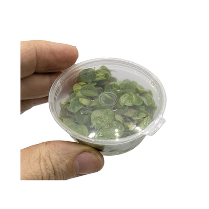 Salvinia natans (Water Spangles) - Easy Floating Plant for Algae Control &amp; Fry Protection