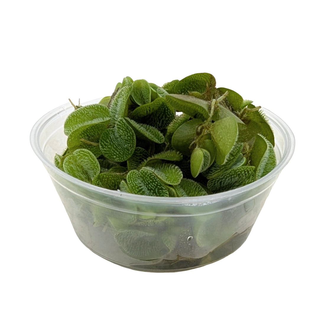 Salvinia natans (Water Spangles) - Easy Floating Plant for Algae Control &amp; Fry Protection