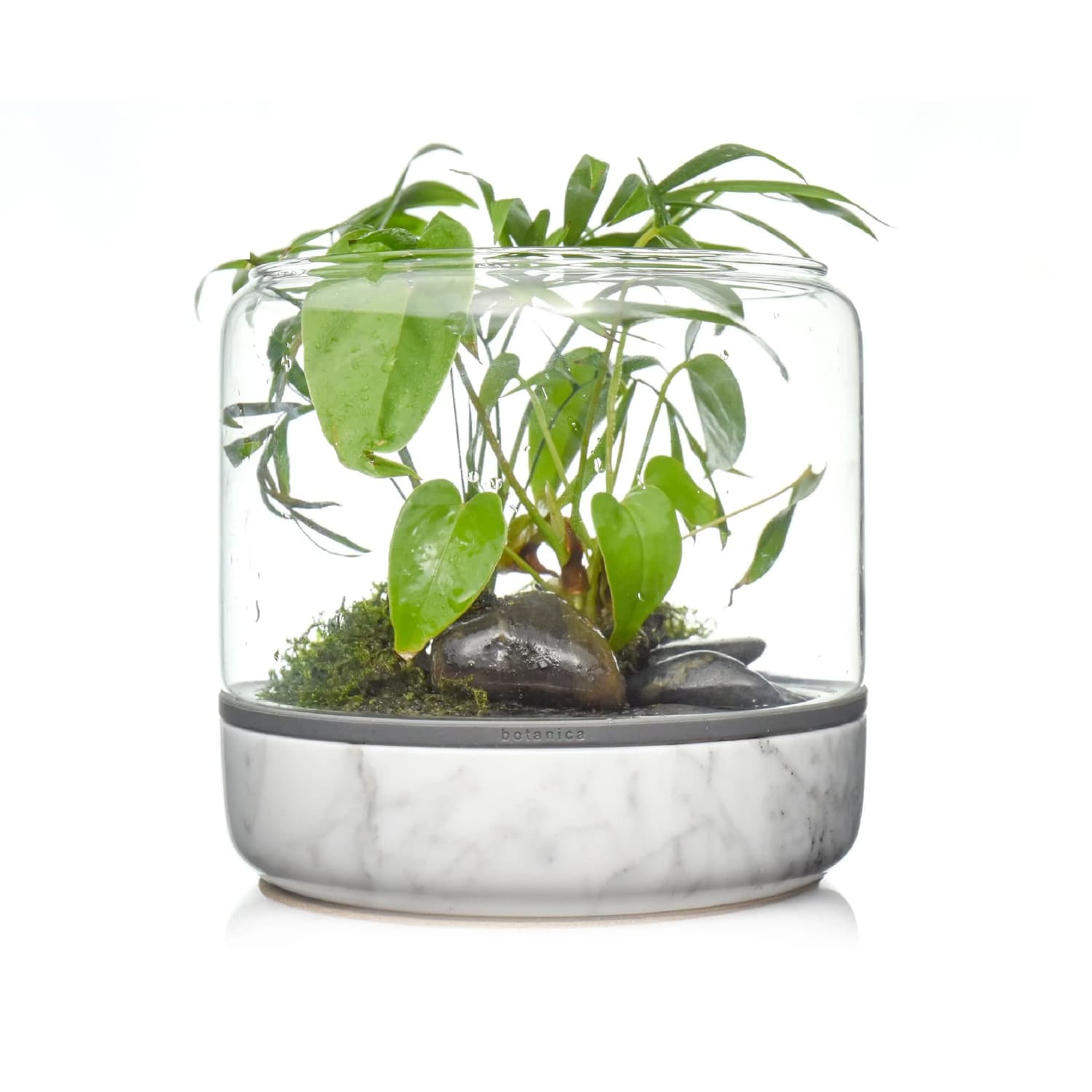 Glass Terrarium with Green Plant growing Emersed
