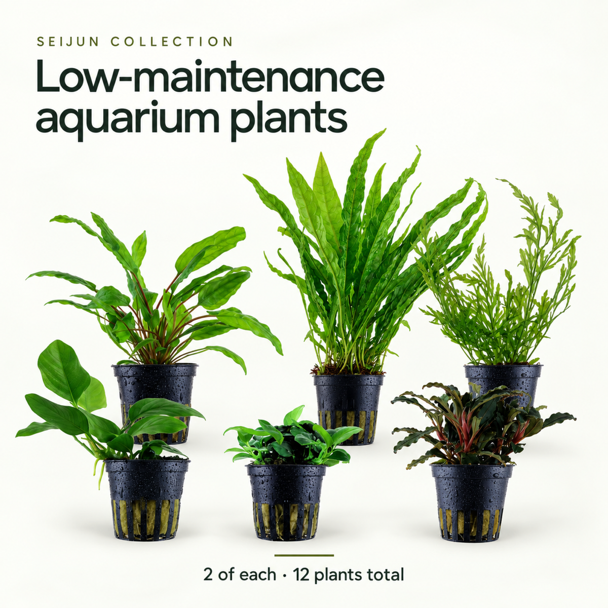 12 Low Maintenance Aquarium Plants - Seijun Collection for Planted Tanks