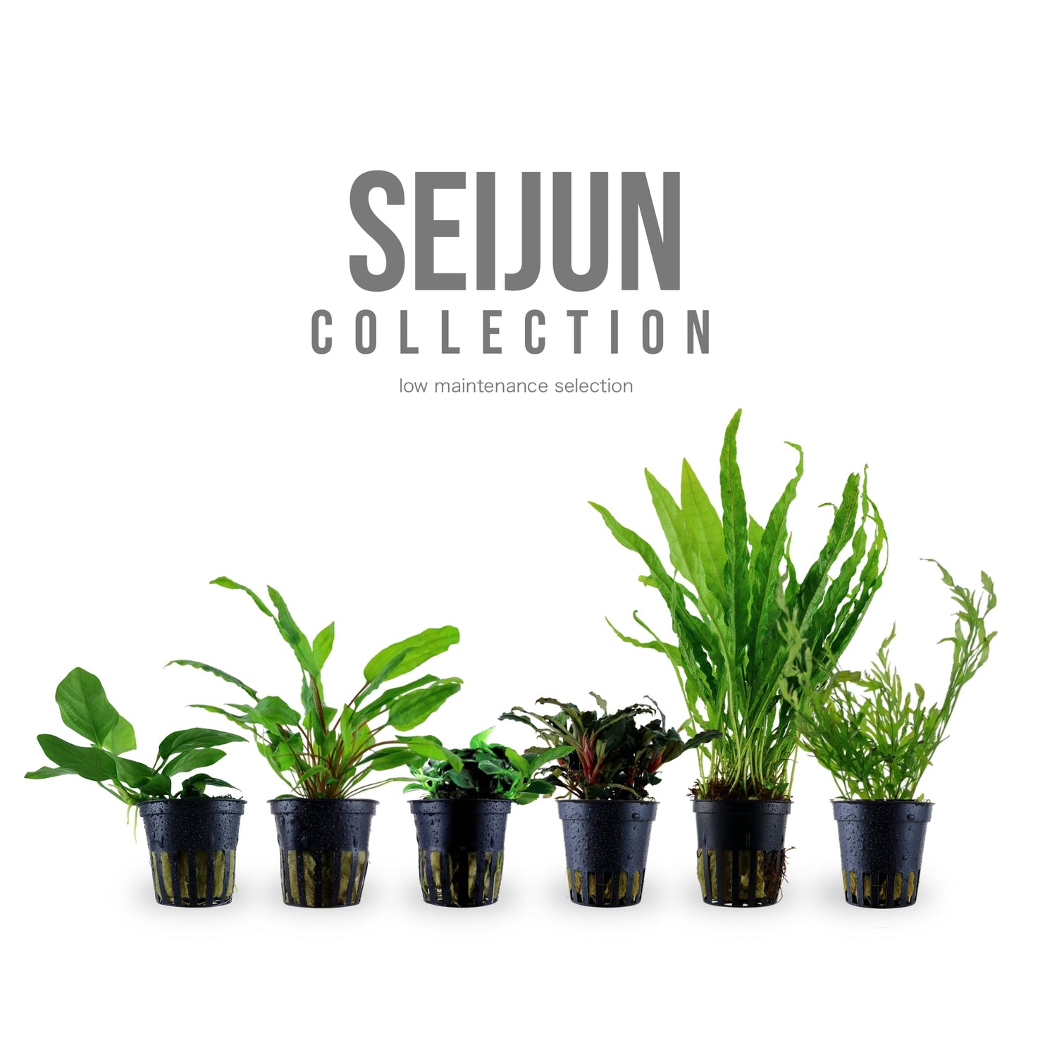 12 Low Maintenance Aquarium Plants - Seijun Collection for Planted Tanks