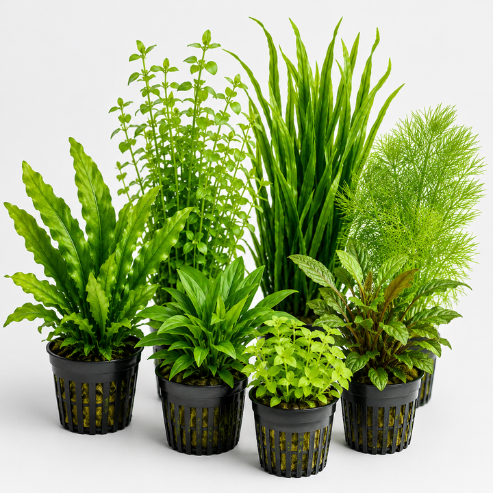 Selection of healthy aquarium plants ready to plant