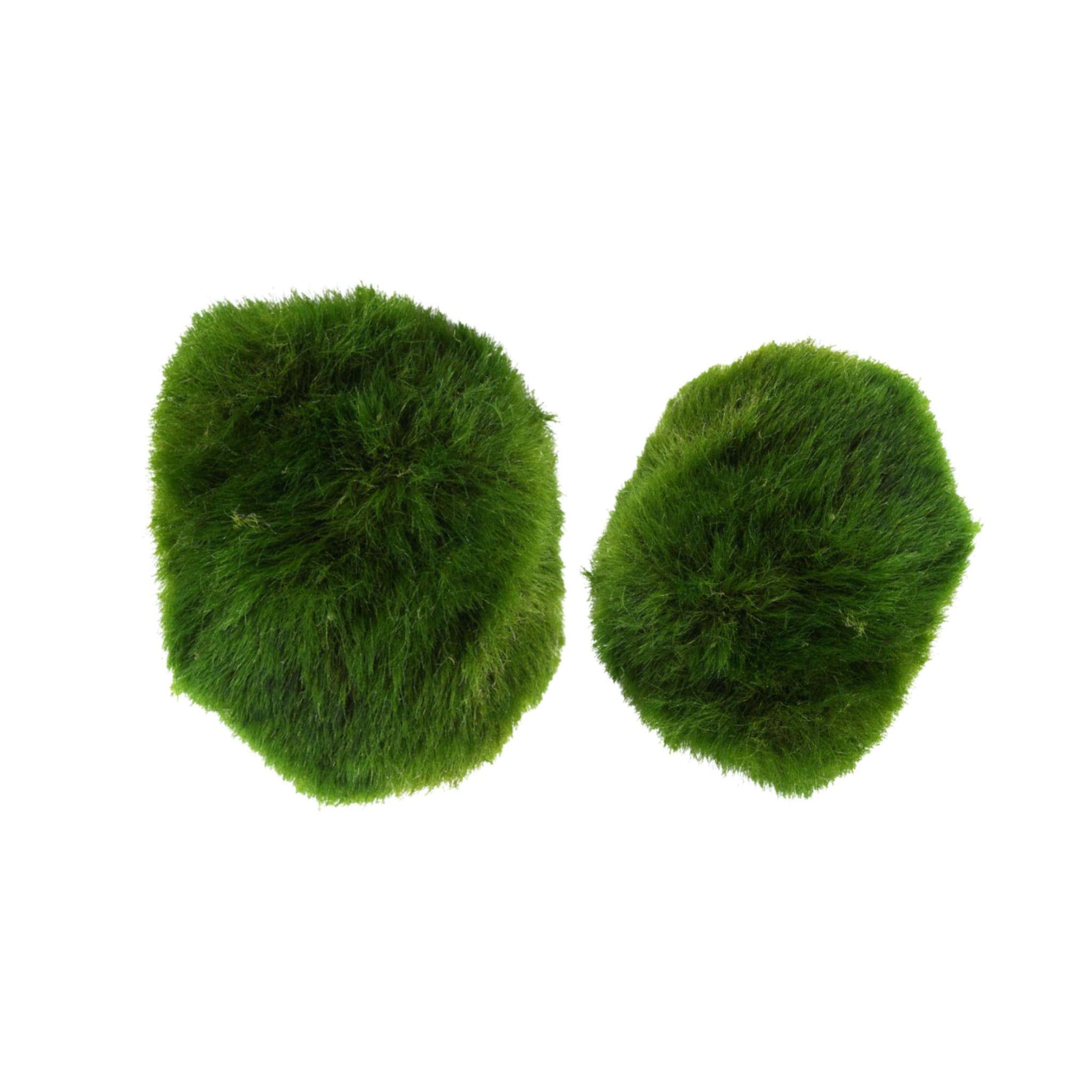 Marimo moss ball - 3cm (Set of 2)