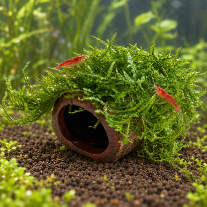 Java Moss Fish House
