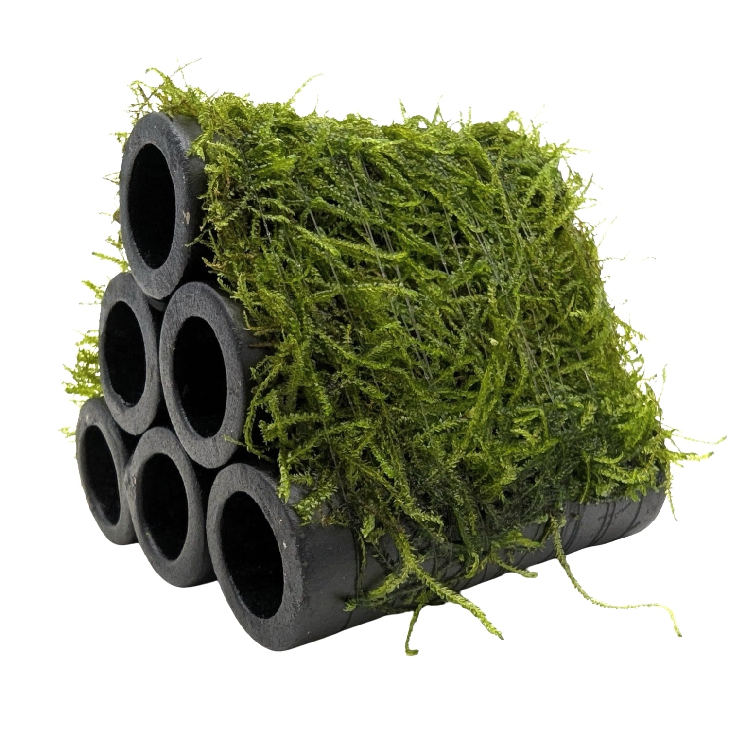 Java Moss Shrimp Shelter - Natural Ceramic Hide with Live Moss