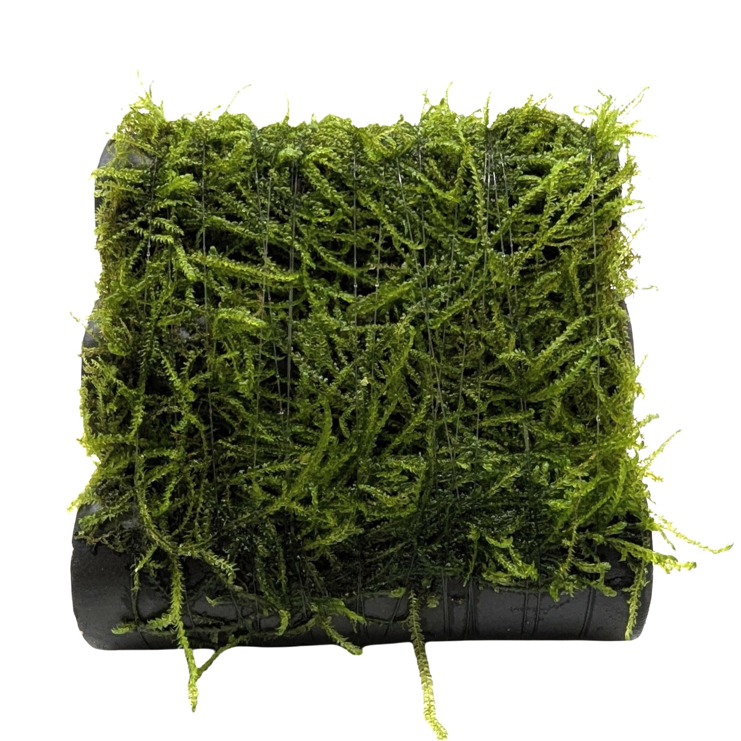 Java Moss Shrimp Shelter - Natural Ceramic Hide with Live Moss