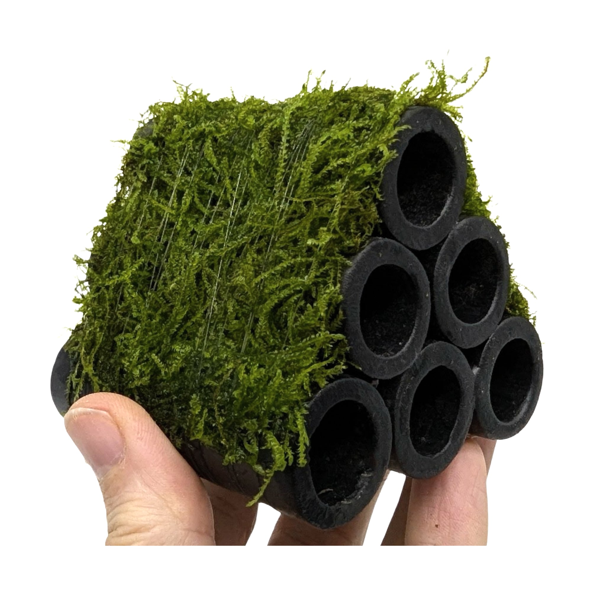 Java Moss Shrimp Shelter - Natural Ceramic Hide with Live Moss
