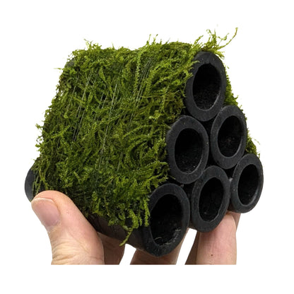 Java Moss Shrimp Shelter - Natural Ceramic Hide with Live Moss