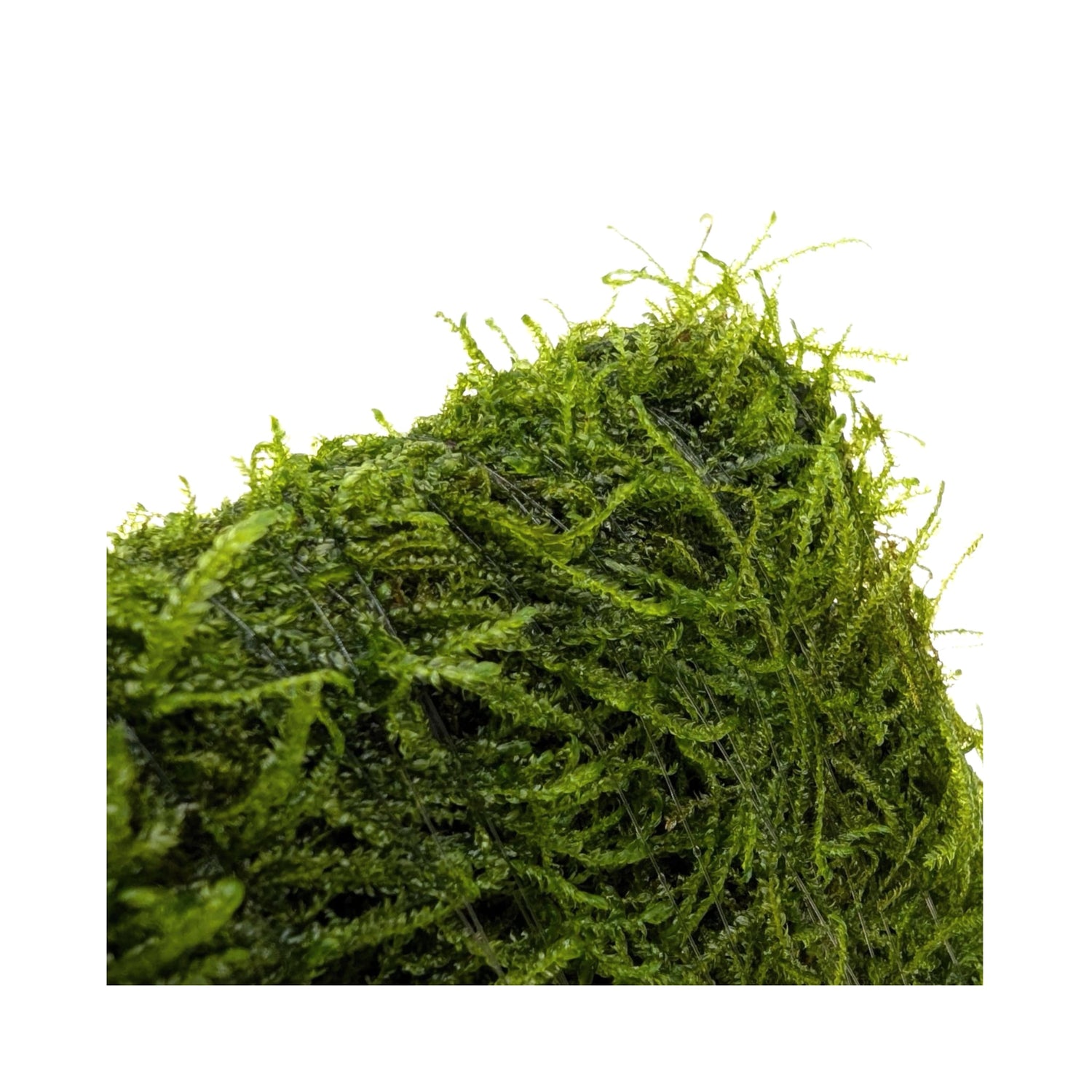 Java Moss Shrimp Shelter - Natural Ceramic Hide with Live Moss