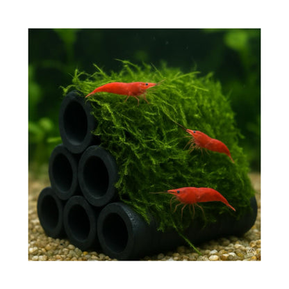 Java Moss Shrimp Shelter - Natural Ceramic Hide with Live Moss