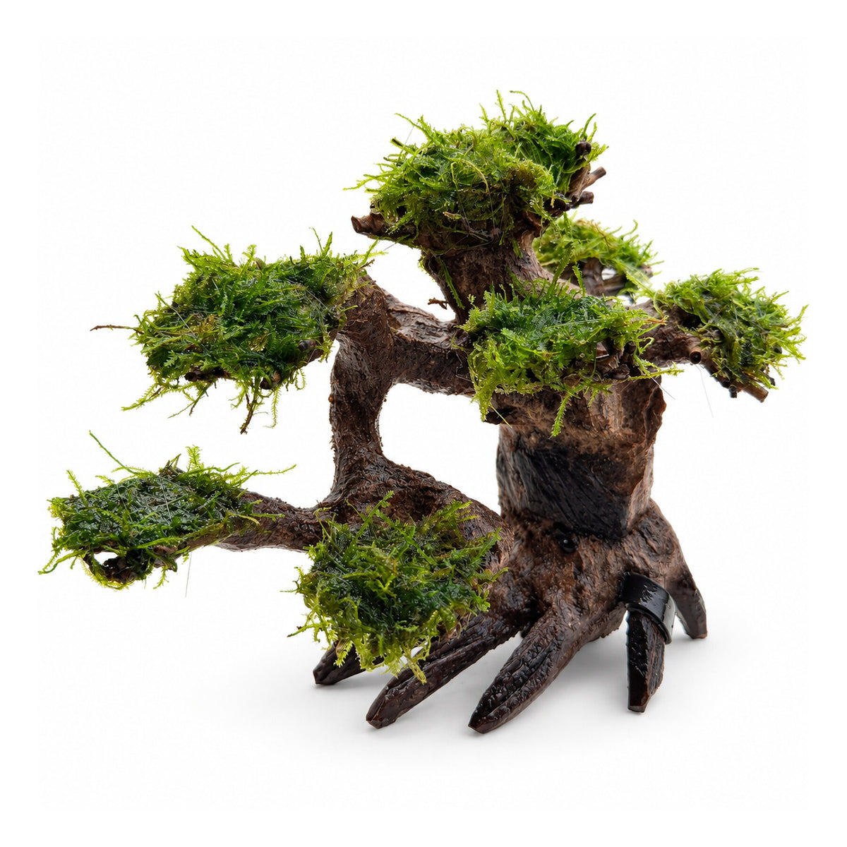 Bonsai Tree with Moss - Small Size